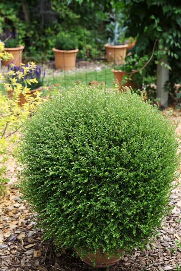 image-plante