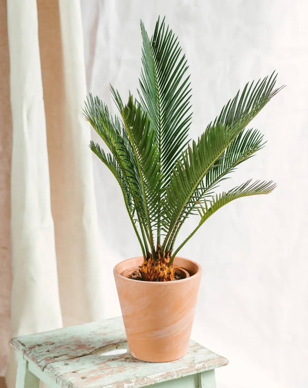 cycas-revoluta