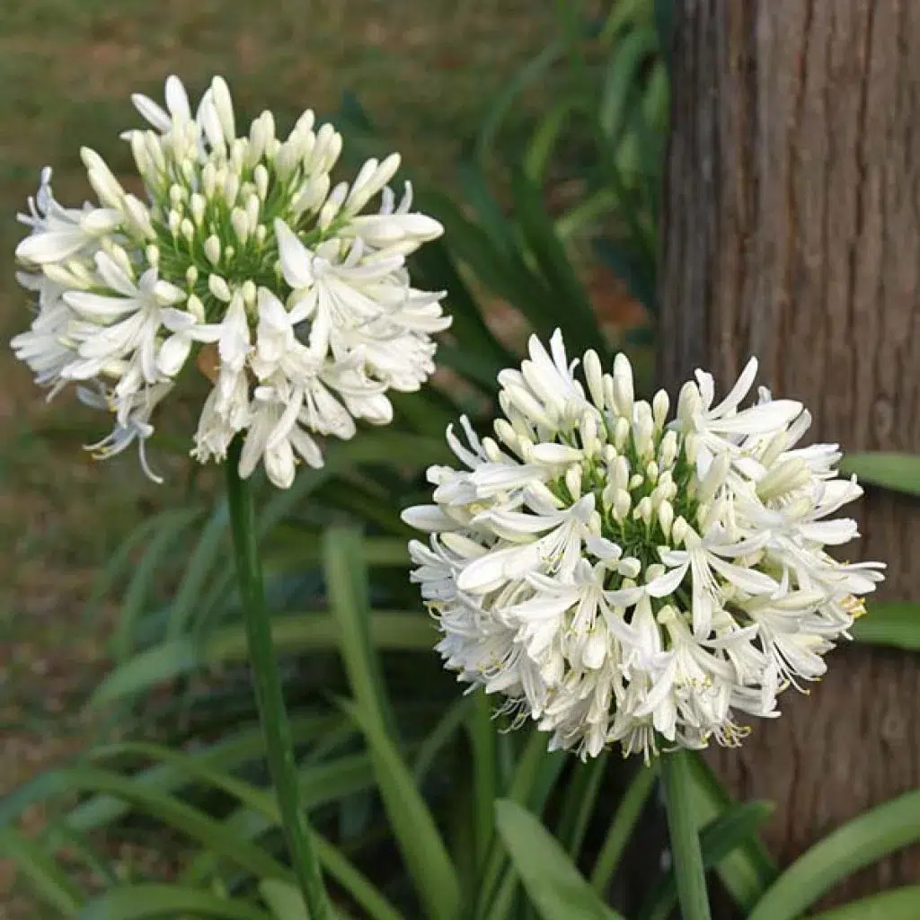 agapanthe-umbellatus