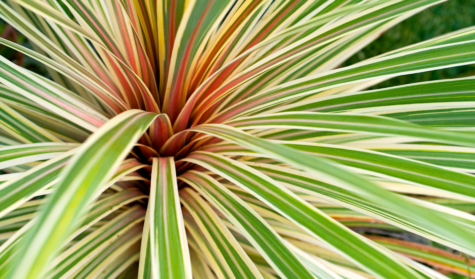 photo-phormium